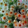 Ірина Шабля