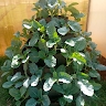 ERMA Agro business