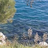 ΑΡΧΟΝΤΙΑ ΦΟΙΒΑ