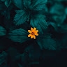 Richa  