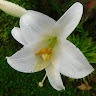 Sesilia Viviena Tonga  