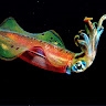 Night Squid