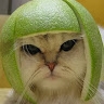 Chat perché  
