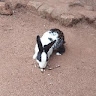 Kevin Kasenge kenge