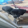 Wild Dog