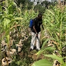Taiwo Ogunbiyi