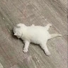 Викусик  