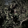 WILD LANCE KENYA