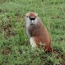 James Mboijana