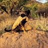 kelvin mwendwa mwabilo