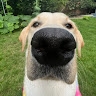 J Brewer