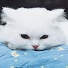 Людмила Бойко