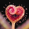 Giulliadella Sara