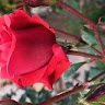 Nektaria Papazoglou