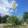 Yucca Home & Drain Inspections LLC.  