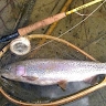 TROUT BUM