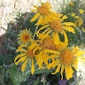 Carol Rathbun