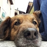 Massimo Cane