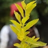 Dennis Wambua