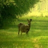 אילה קבלו {מרדו}