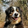 taja černi