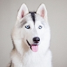 Pawtrait Pop-Up