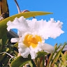 Ann orand