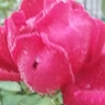 anna gia