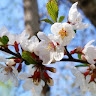 Florica  