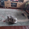 B V