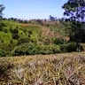 Njuguna Mbugwa