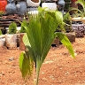 Abdullahi  