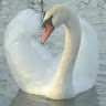 Anne Lindberg