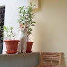 Dan NYONGESA