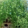 Mansoor Ranjbar K