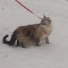 Лариса Дяченко
