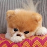 Виталий Лесничий