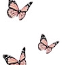 Tzipporah Safer