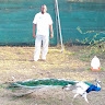 boru ngatia kibuchi
