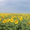 Юлия Карпенко