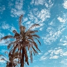 shana simah