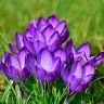 Ebun  