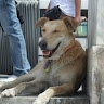 Achilles Gregorio