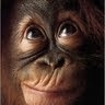 Sam Monkey
