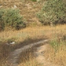 מרדכי דרברמדיקר