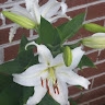 Sweet DeeDee Shepherd