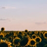 Greg Soriano  