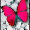 lorraine whitfield
