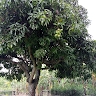 Emmanuel Ahabwe