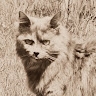 Anne Bouscharain